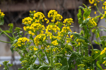 畑で菜の花を見つけた