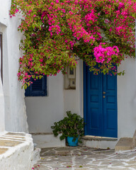 Fototapeta na wymiar Traditional alley with whitewashed houses and a full blooming bougainvillea in Prodromos Paros island