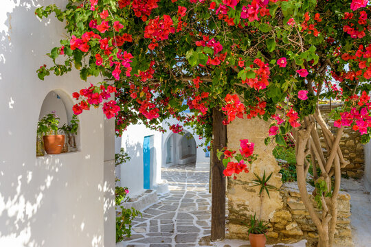 Traditional alley with whitewashed houses and a full blooming bougainvillea in Prodromos Paros island