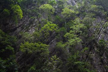 Fototapeta na wymiar Green forest in the mountains