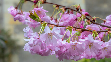 Fleurs de cerisier du Japon