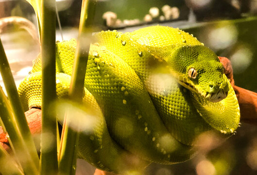 green snake wrapped around a branch