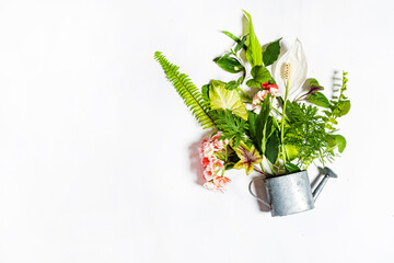 green leaves on the white background © Maksim Shebeko