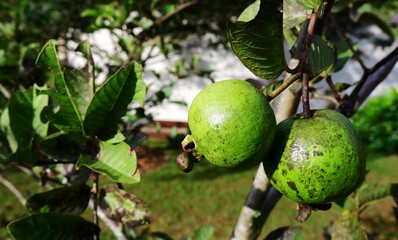 two quava are on tree branch. healthy fruit 