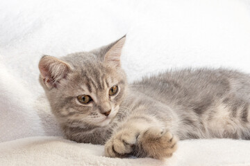 A gray striped little kitten lies on a white blanket. The kitten is resting after playing. Portrait of beautiful gray cat