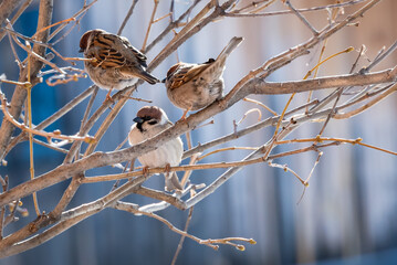 Sparrows on tree branches in early spring. Three birds on a branch.