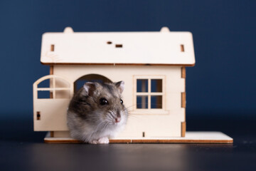 Cute brown hamster in a wooden house