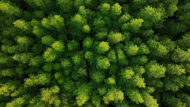 Aerial top down view of mangrove forest, drone flying over tree tops
