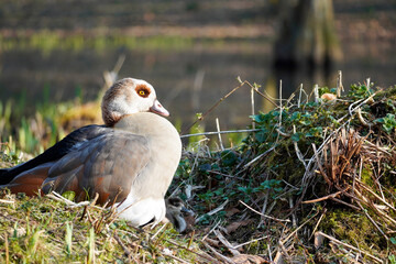 Resting Egyptian goose with chicks on the bank