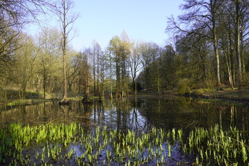 Swamp landscape in Rombergpark in Dortmund. Nature in spring.
