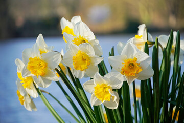 Yellow daffodils in spring.