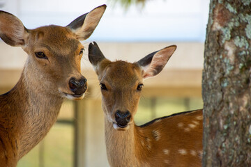 奈良公園の鹿たち
