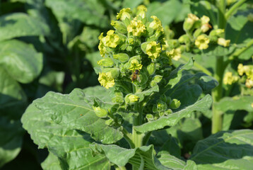 Nicotiana Rustica, or Aztec tobacco is blooming with yellow small flowers. A tobacco plant with yellow flowers and honey bees.