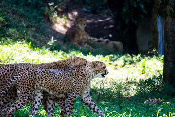多摩動物公園のチーター