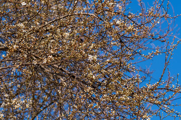 Ein Strauch mit vielen weißen Knospen, die kurz vor dem aufblühen sind