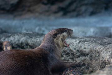 多摩動物公園のカワウソ