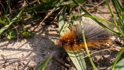 chenille d'écaille martre