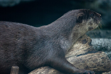 多摩動物公園のカワウソ