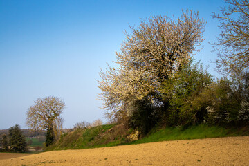 merisier