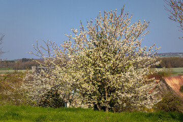 Cerisier en fleur