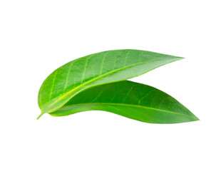  Green leaves isolated on white background, top view. Citrus leaf top view.