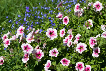 Obraz na płótnie Canvas Pale pink petunia with a bright heart, blooming profusely on a sunny day