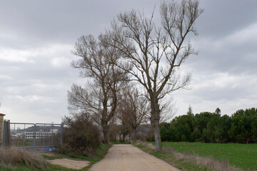 Obraz premium Paisaje de camino atravesando árboles un día nublado. 