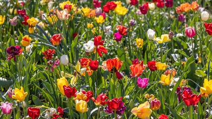 Fototapeta premium Close up view of assorted colorful Tulip flower bed in Holland, Michigan, selective focus