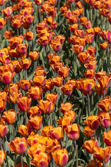 Close up shot of colorful Tulip flower bed in Holland, Michigan, selective focus