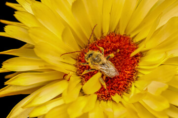 Tiny bee collecting pollen from Gerbera Daisy flower close up shot.