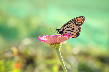 Fototapeta na wymiar Monarch butterfly on a Gerber Daisy flower collecting pollen.