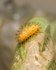Hairy yellow color caterpillar on green leaves, eats leaves in the farm.