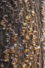 Close up view of fungus formation on tree trunk.