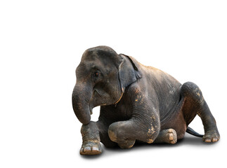 Isolated full body of adult Asian elephant sits on the ground on white background, 45-degree angle view and front, clipping path in the file.
