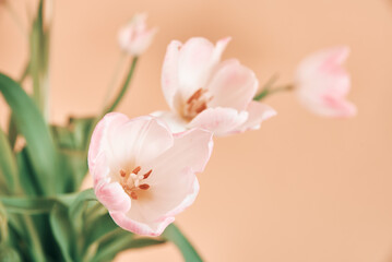 Tulip flowers bouquet on pink background, Hello spring, Woman and Mother Day concept