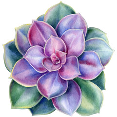 Violet succulent, watercolor illustration, botanical painting