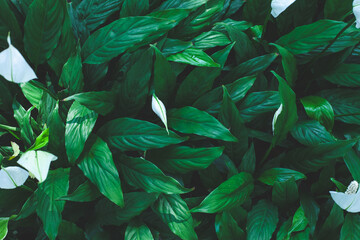 Full Frame of Green Leaves Pattern Background, Nature Lush Foliage Leaf  Texture.