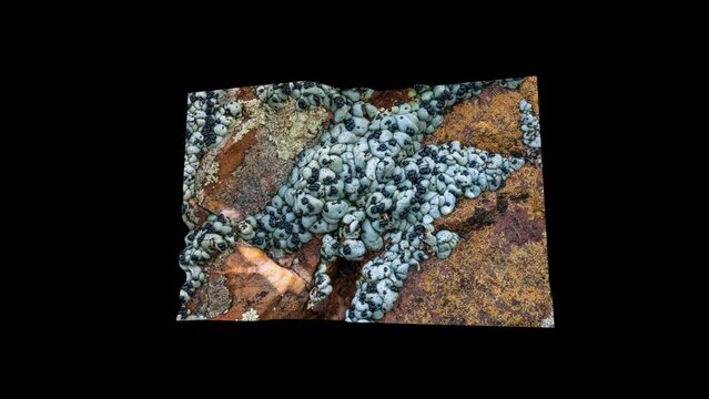 Lichens growing on a rock in the Karoo desert located in South Africa. They can survive for years without water and then start growing the moment there is moisture.