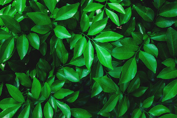Full Frame of Green Leaves Pattern Background, Nature Lush Foliage Leaf  Texture.