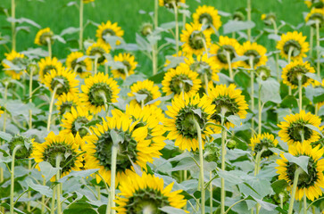 sunflower field in summer