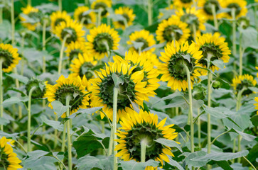 sunflower field in summer