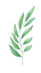 Watercolor art card of green leaves branches. Art botanical watercolor hand-painted. Perfect for greeting cards, or wall decoration.
