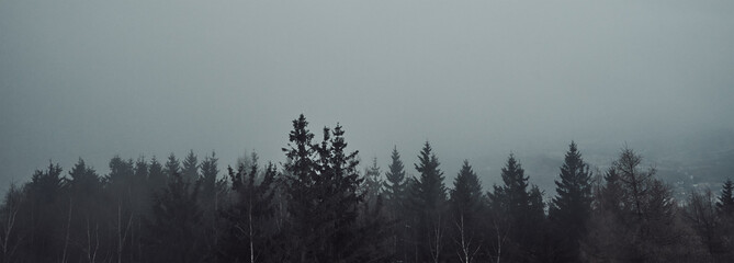 Silhouette of pine forest with mist, moody foggy forest landscape, nature background