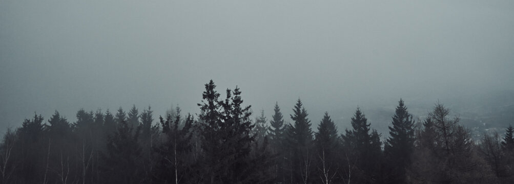 Fototapeta Silhouette of pine forest with mist, moody foggy forest landscape, nature background