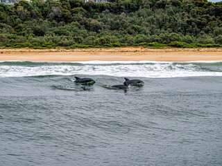 Fototapeta premium Three Dolphins Surfing