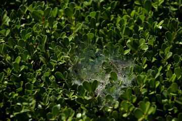 Fototapeta premium Green leaves background. Leaf background texture. Green texture and background, nature.