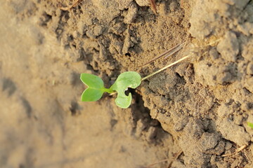 A small green fenugreek plant emerged from the earth and drops of dew water were lying on the plant.