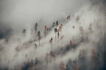 fog in the forest