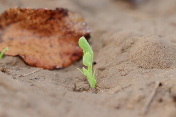 photo of A small green pea plant emerged from the earth and drops of dew water were lying on the plant.
