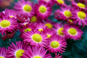 Blooming pink chrysanthemums in the garden. Close-up, selective focus